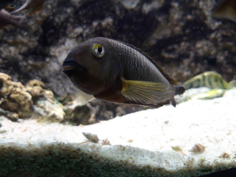 Tropheus sp. 'lukuga' Kalemie